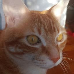 Sarah Ahmed profile photo