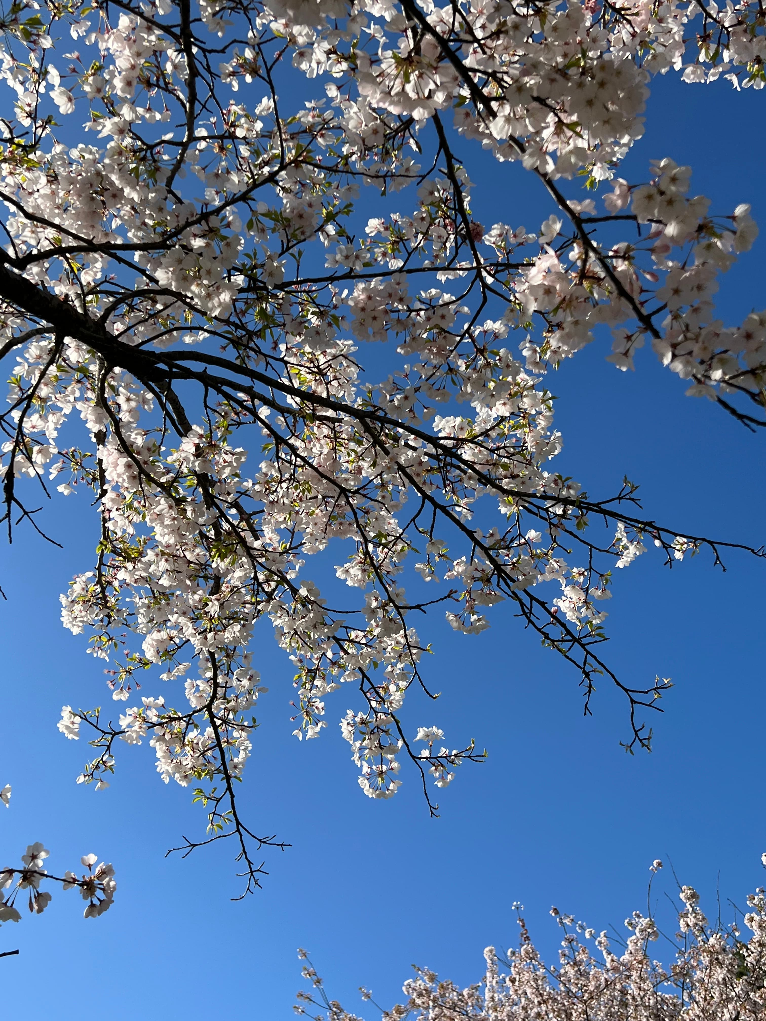 Kaifee Haque banner image